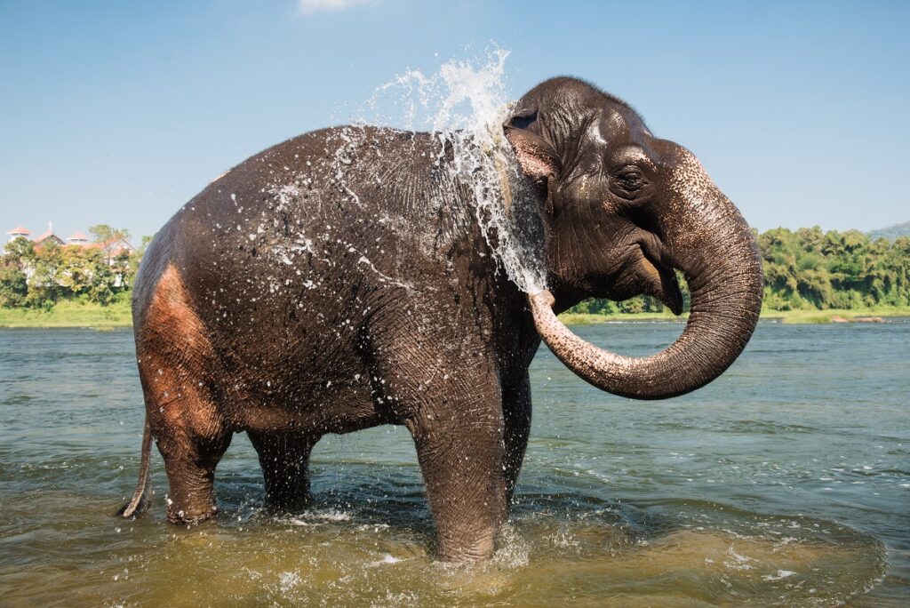 Indien – Periyar, Elefant